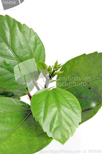 Image of The green leafs