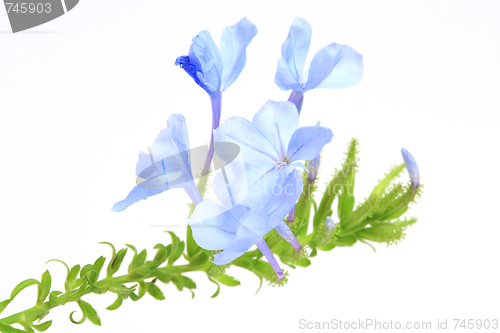 Image of The blue flowers 
