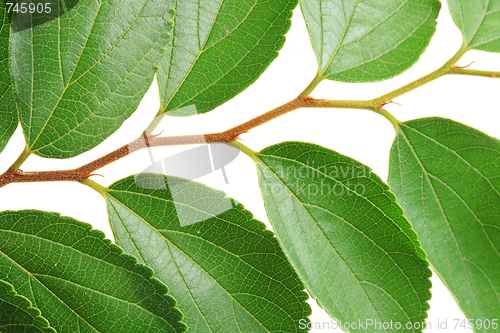 Image of The green leafs