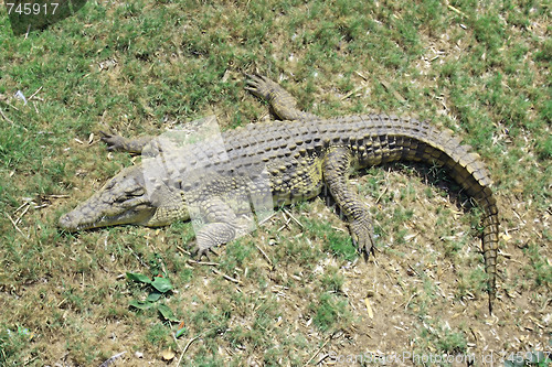 Image of Green crocodile