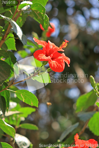Image of Red flower