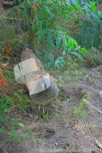 Image of The peacock