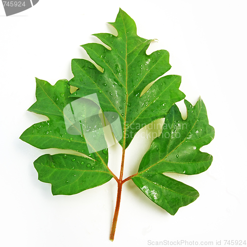 Image of The green leafs