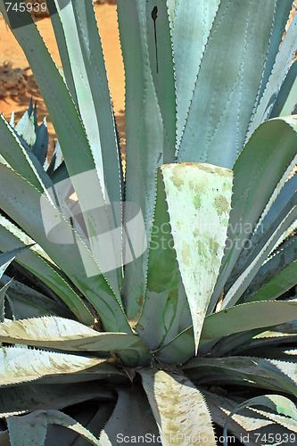 Image of Green aloe