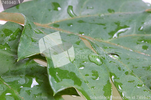 Image of The green leafs