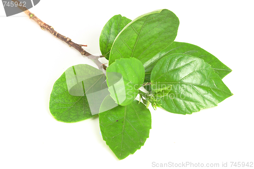 Image of The green leafs
