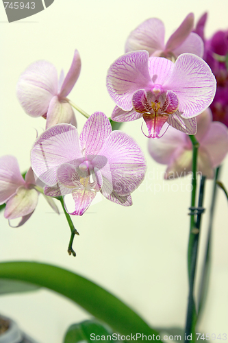 Image of the beauty flowers