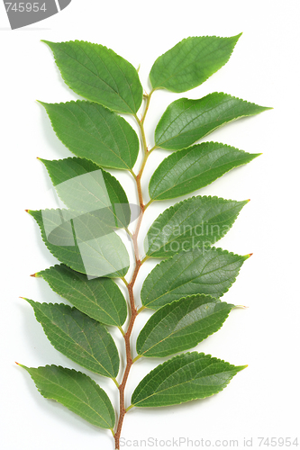 Image of The green leafs