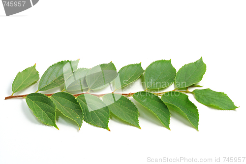 Image of The green leafs