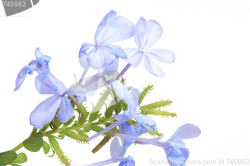 Image of The blue flowers 