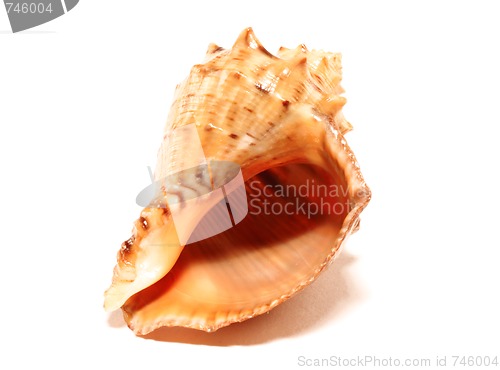 Image of Cockleshell