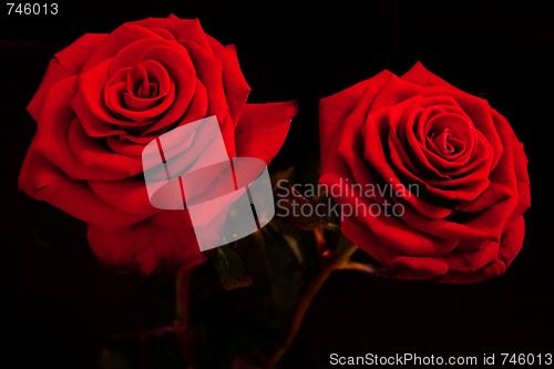 Image of red roses