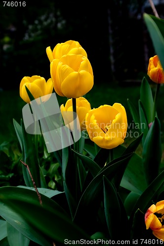 Image of yellow tulips