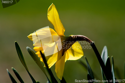 Image of daffodil