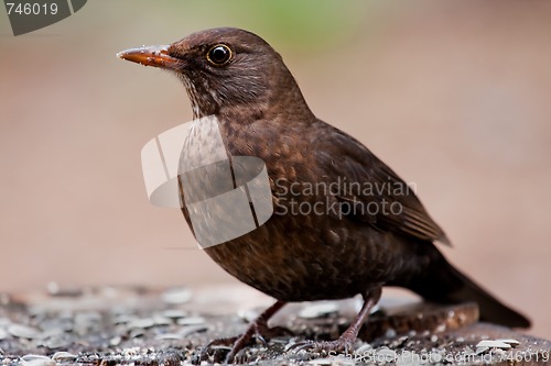 Image of Young blackbird