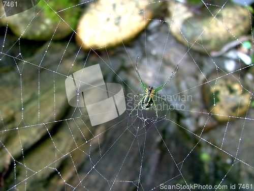 Image of Green Spider