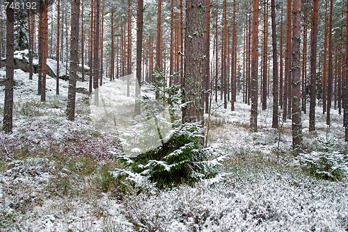 Image of Spruce Tree In Wintry Forest