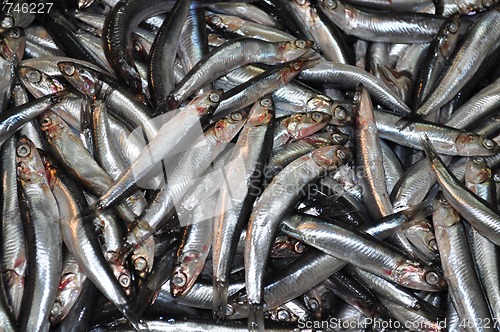 Image of Anchovies