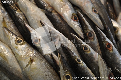 Image of Garfish 