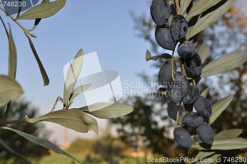 Image of Black Olives 