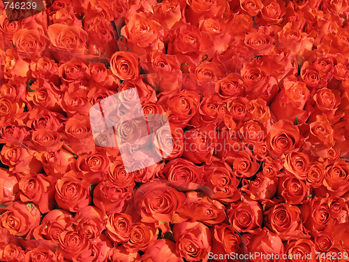 Image of Red roses