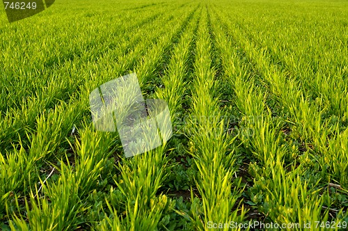 Image of Winter wheat