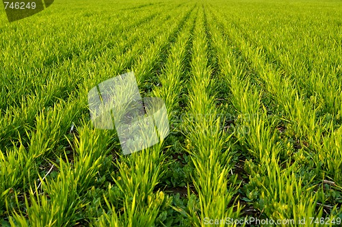 Image of Winter wheat