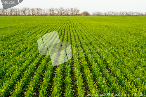 Image of Winter wheat