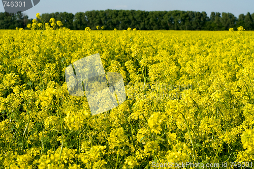 Image of Field of Buckwheat