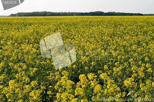 Image of Field of Buckwheat