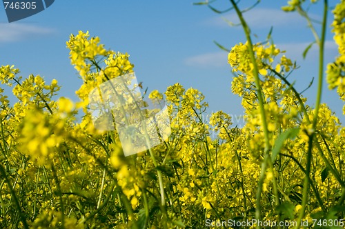 Image of Field of Buckwheat