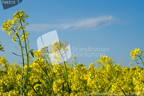 Image of Field of Buckwheat