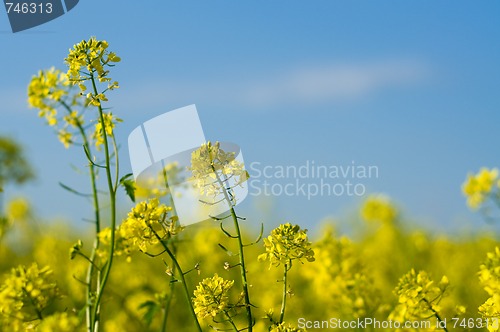 Image of Field of Buckwheat