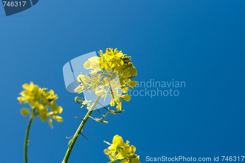 Image of Field of Buckwheat