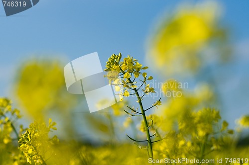 Image of Field of Buckwheat