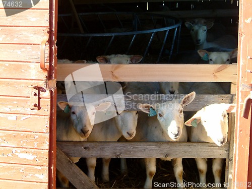 Image of sheeps in stall