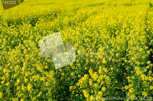 Image of Field of Buckwheat