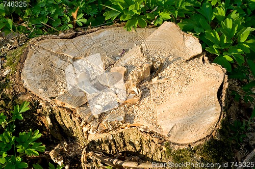 Image of Stump