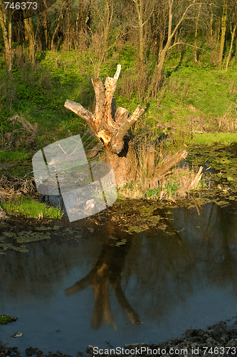 Image of Dead-wood