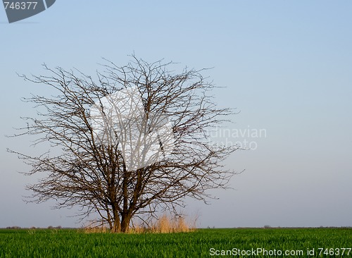 Image of Tree in the field 