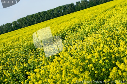 Image of Field of Buckwheat