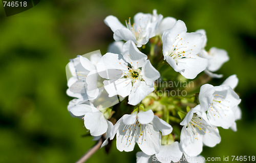 Image of Flower branches