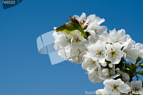 Image of Flower branches