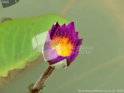 Image of Purple Water Lily