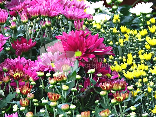 Image of Colourful Daisies