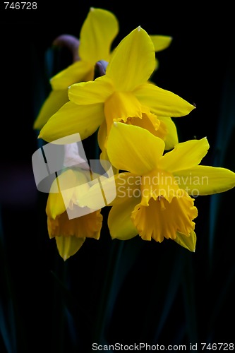 Image of daffodils