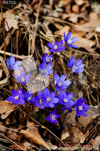 Image of liverleaf