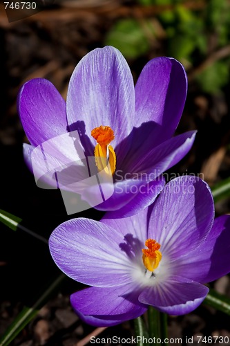 Image of blue crocus