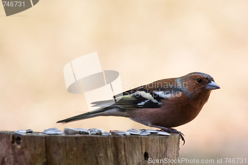 Image of chaffinch