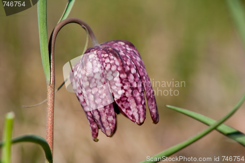 Image of Snakes head lily